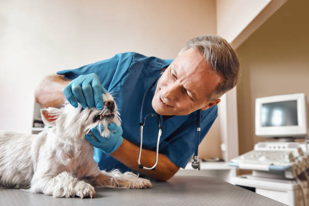 Best Emergency Treatment for Toothache in Tarpon Springs, FL